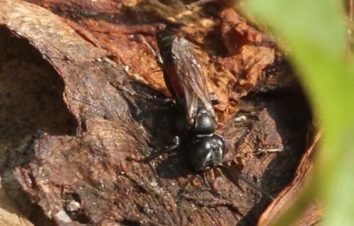 Tachysphex sp.